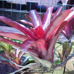 Neoregelia ,,fireball,,