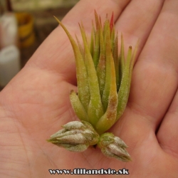 tillandsia ionantha var. stricta