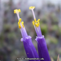 Tillandsia ionantha