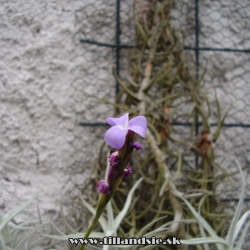 Tillandsia paleacea