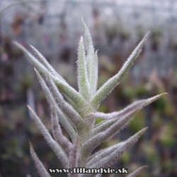 Tillandsia paleacea,,minor,,