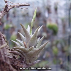 Tillandsia peiranoi