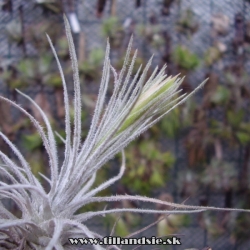 Tillandsia plumosa