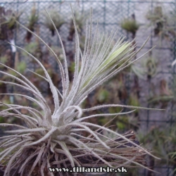 Tillandsia plumosa