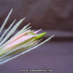 Tillandsia plumosa