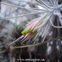 Tillandsia plumosa