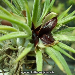 tillandsia ionantha var.rubra