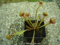 Sarracenia psittacina