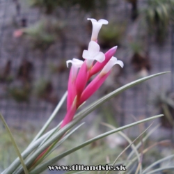 Tillandsia pulchella