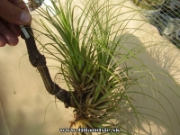 Tillandsia punctulata