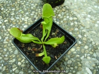 Sarracenia purpurea ssp.purpurea f.heterophylla