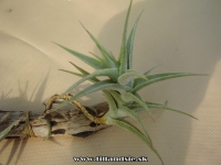 Tillandsia purpurea ,,Shotting Star,,