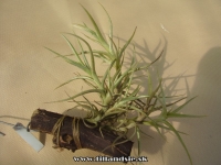 Tillandsia rectangula