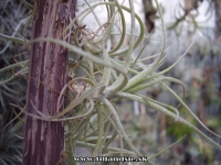 Tillandsia x rectifolia