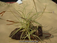 Tillandsia recurvata