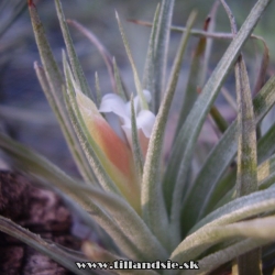 Tillandsia recurvifolia