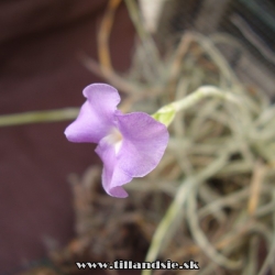 Tillandsia reichenbachii