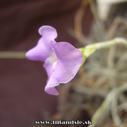 Tillandsia reichenbachii