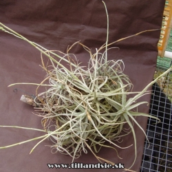 Tillandsia reichenbachii