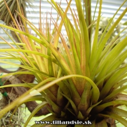 Tillandsia melanocrater