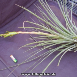 Tillandsia rodrigueziana