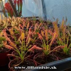 Drosera capensis