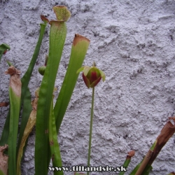 sarracenia rubra kvet