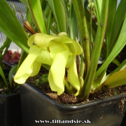 sarracenia flava kvet