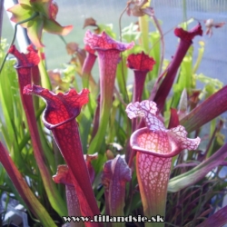 sarracenia ,,Katerina,,