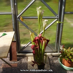 sarracenia leucophylla a sarracenia,,Kateřina,,