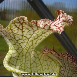 sarracenia leucophylla