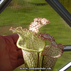 sarracenia leucophylla