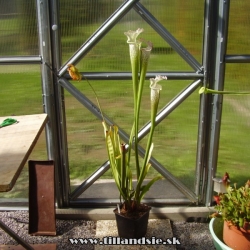 sarracenia leucophylla