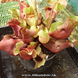 sarracenia purpurea ssp.venosa var.burkii