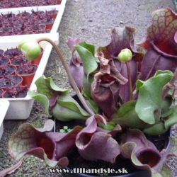 sarracenia purpurea ssp.venosa var.burkii