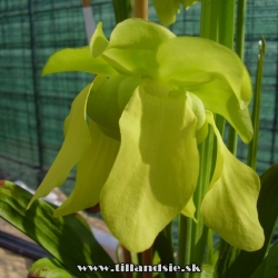 sarracenia flava kvet