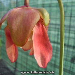 sarracenia,,Kateřina,,