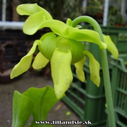 sarracenia oreophila