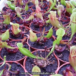 sarracenia purpurea ssp.purpurea 