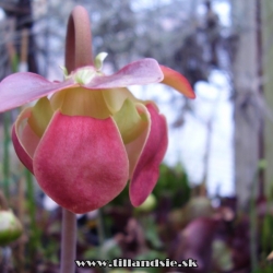 sarracenia purpurea ssp.purpurea detail kvetu