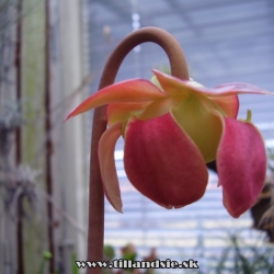 sarracenia purpurea ssp.purpurea detail kvetu