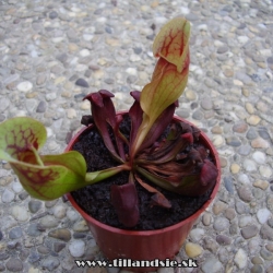 sarracenia purpurea ssp.purpurea 