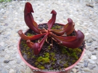 Sarracenia purpurea ssp. purpurea 3 ks