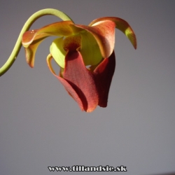 sarracenia rubra ssp.rubra