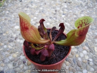 Sarracenia purpurea ssp.purpurea