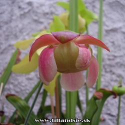 sarracenia purpurea ssp.venosa var.burkii x sarracenia leucophylla