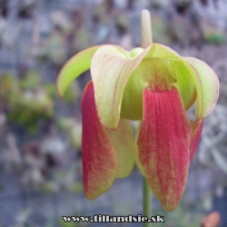 sarracenia rubra kvet