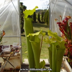 sarracenia rubra ssp. alabamensis