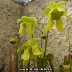 saracenia flava var.ornata