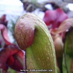 sarracenia minor